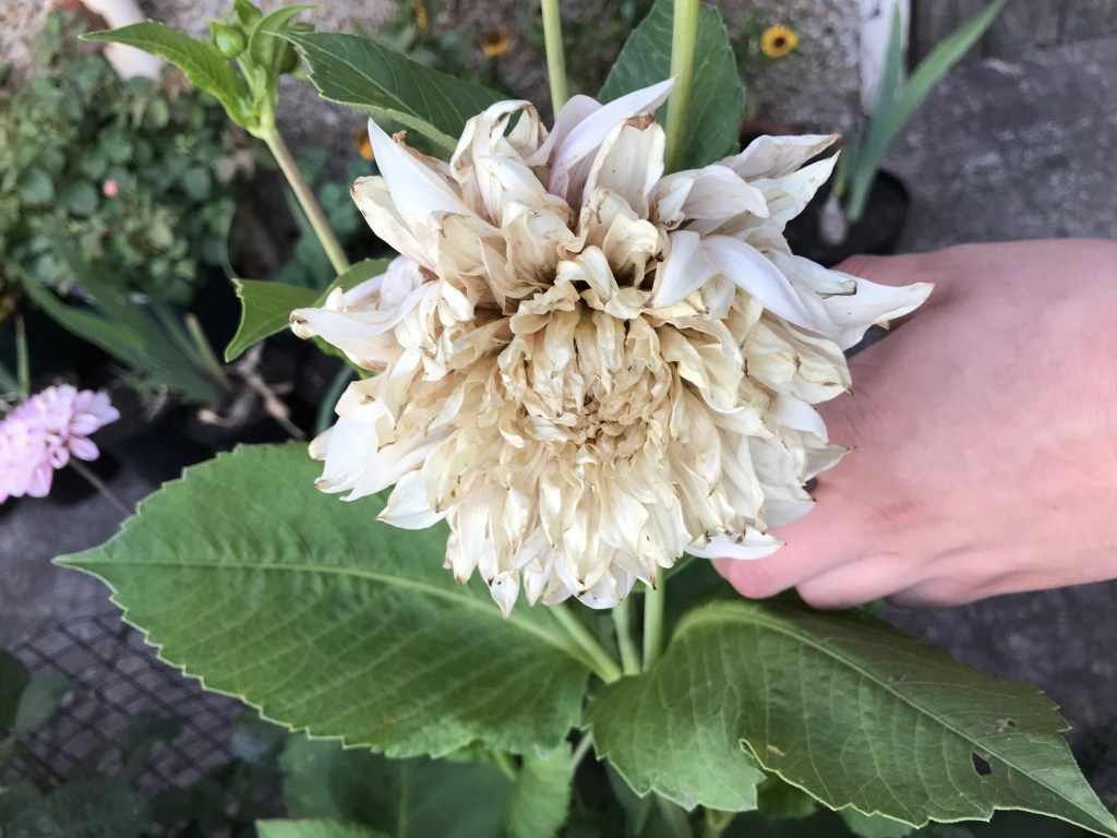 A close-up of a withered dahlia flower held in a hand, showcasing its pale, dried petals and green leaves.