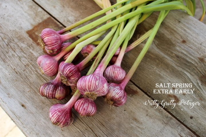 A cluster of freshly harvested garlic bulbs with purple and white stripes, arranged neatly on a wooden surface.