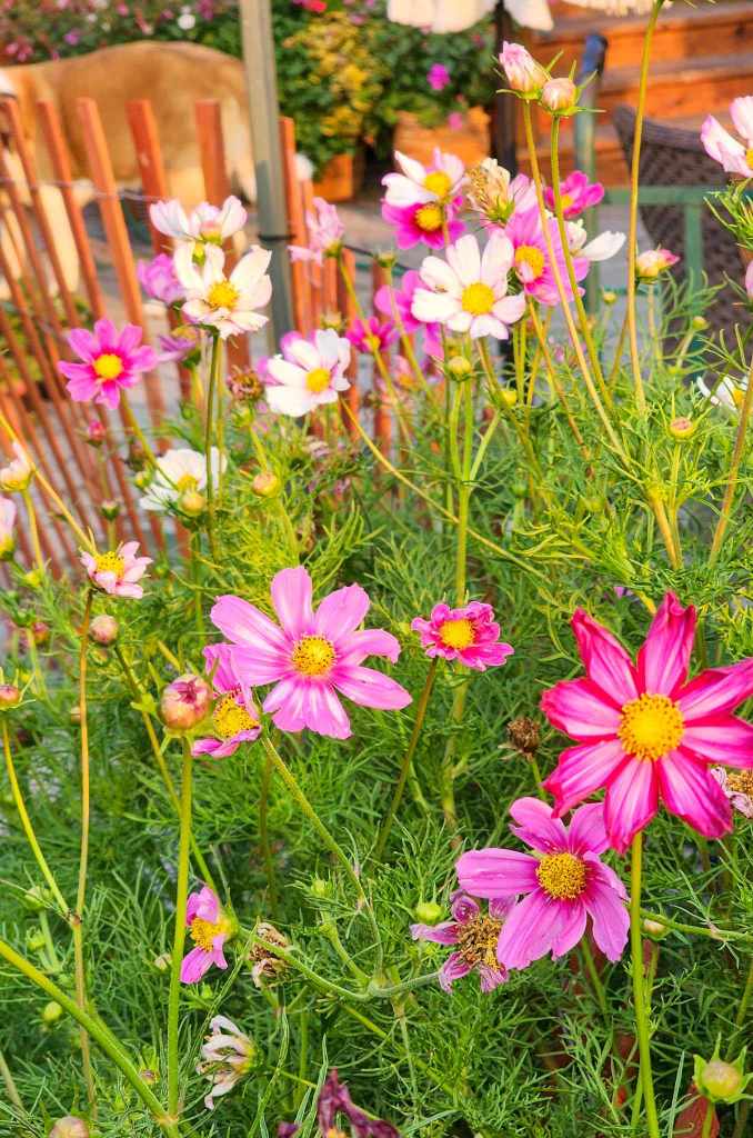 A vibrant display of pink and white cosmos flowers with green foliage in a garden setting.