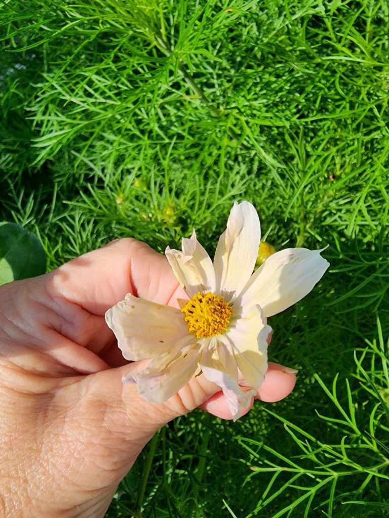 A hand holding a pale flower with a yellow center, surrounded by feathery green foliage.