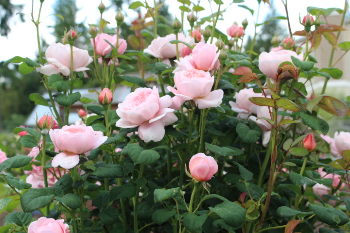 A vibrant cluster of pale pink roses in full bloom, surrounded by green foliage and rose buds.