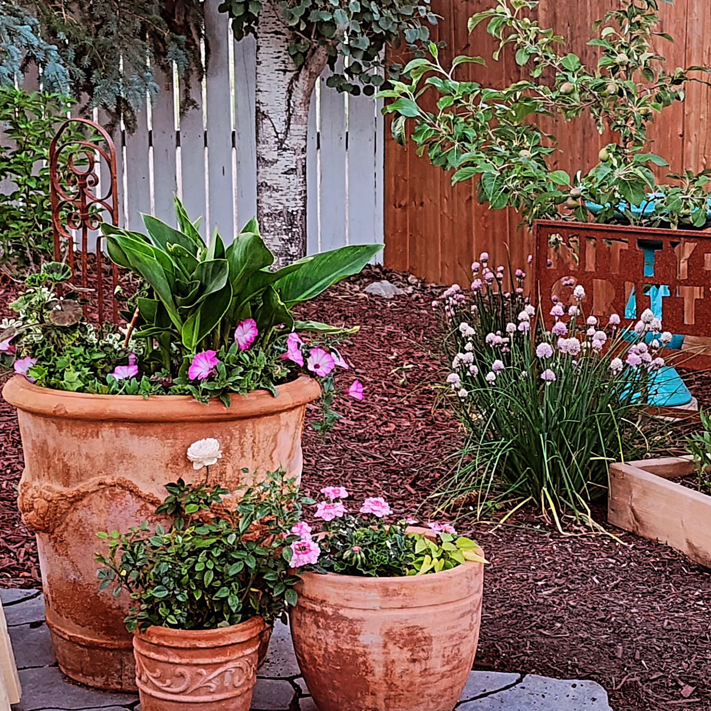 A cozy backyard scene featuring terracotta pots with vibrant pink flowers and greenery, set against a wooden fence and lush plants in the background.