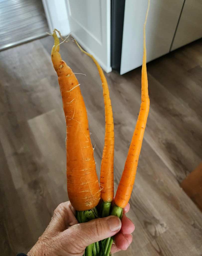 A hand holding three bright orange winter carrots, measuring 10 to 12 inches long, standing against a wooden floor background.