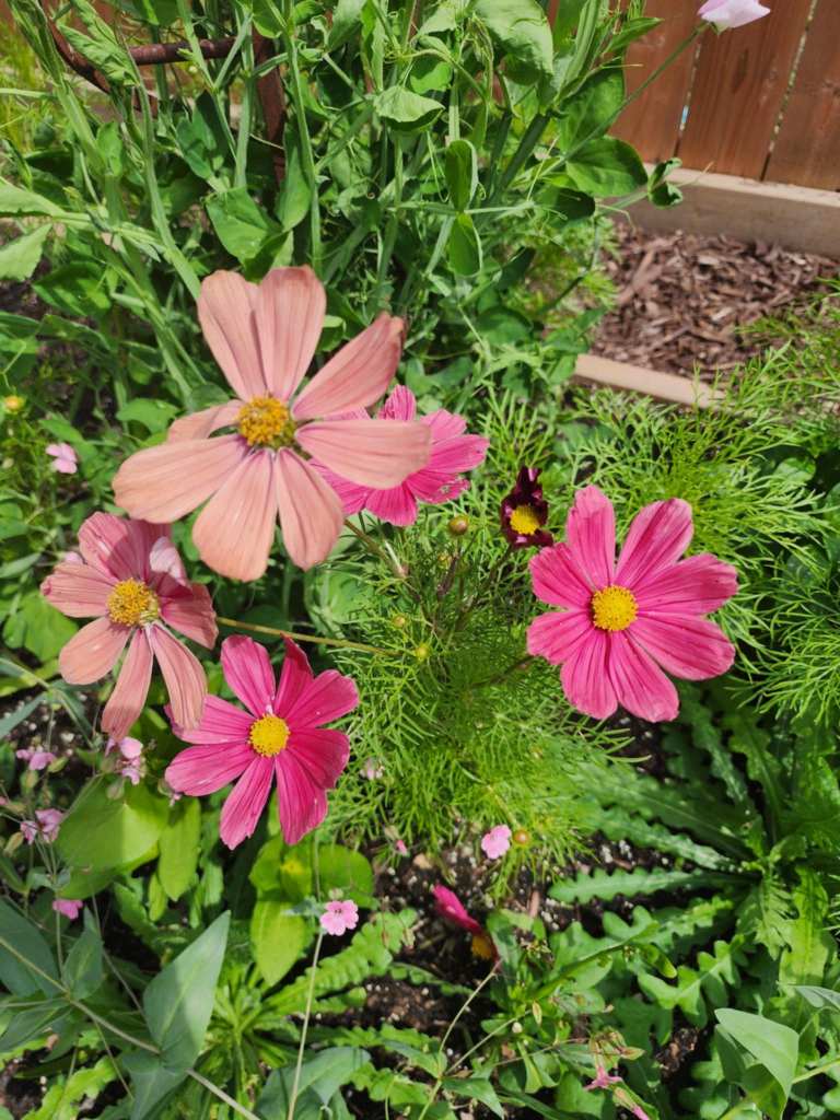 A cluster of vibrant pink cosmos flowers surrounded by green foliage and other flowering plants in a garden setting.