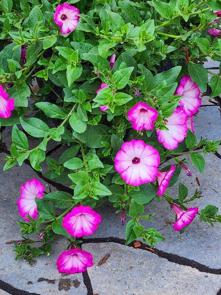 A close-up of a vibrant petunia plant with pink and white flowers growing among green leaves, set against a cracked stone pathway.