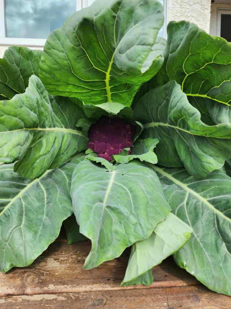 A close-up view of a purple cauliflower surrounded by large green leaves, showcasing its vibrant color against the backdrop of a wooden surface.