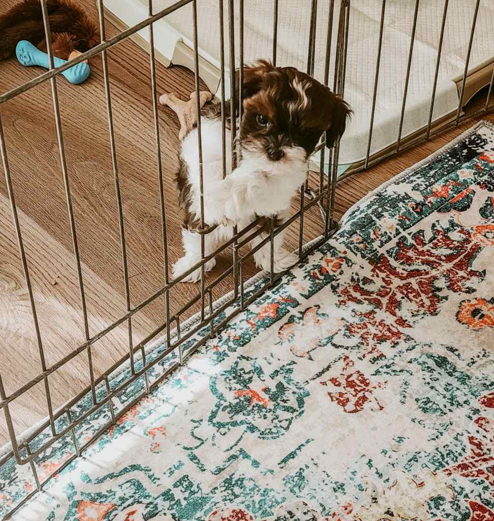 A cute puppy peering through the bars of a metal pet crate, with a patterned rug underneath.