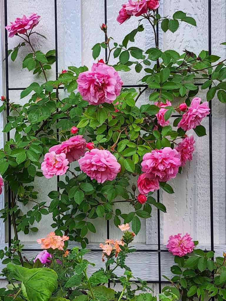A close-up of pink roses blooming on a trellis against a white wooden background, with green leaves and some orange flowers in the foreground.