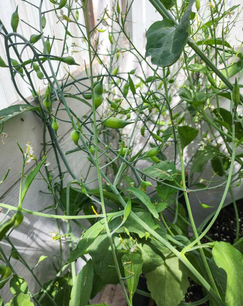 Green radish plants with pods and flowering shoots, growing against a wooden background.