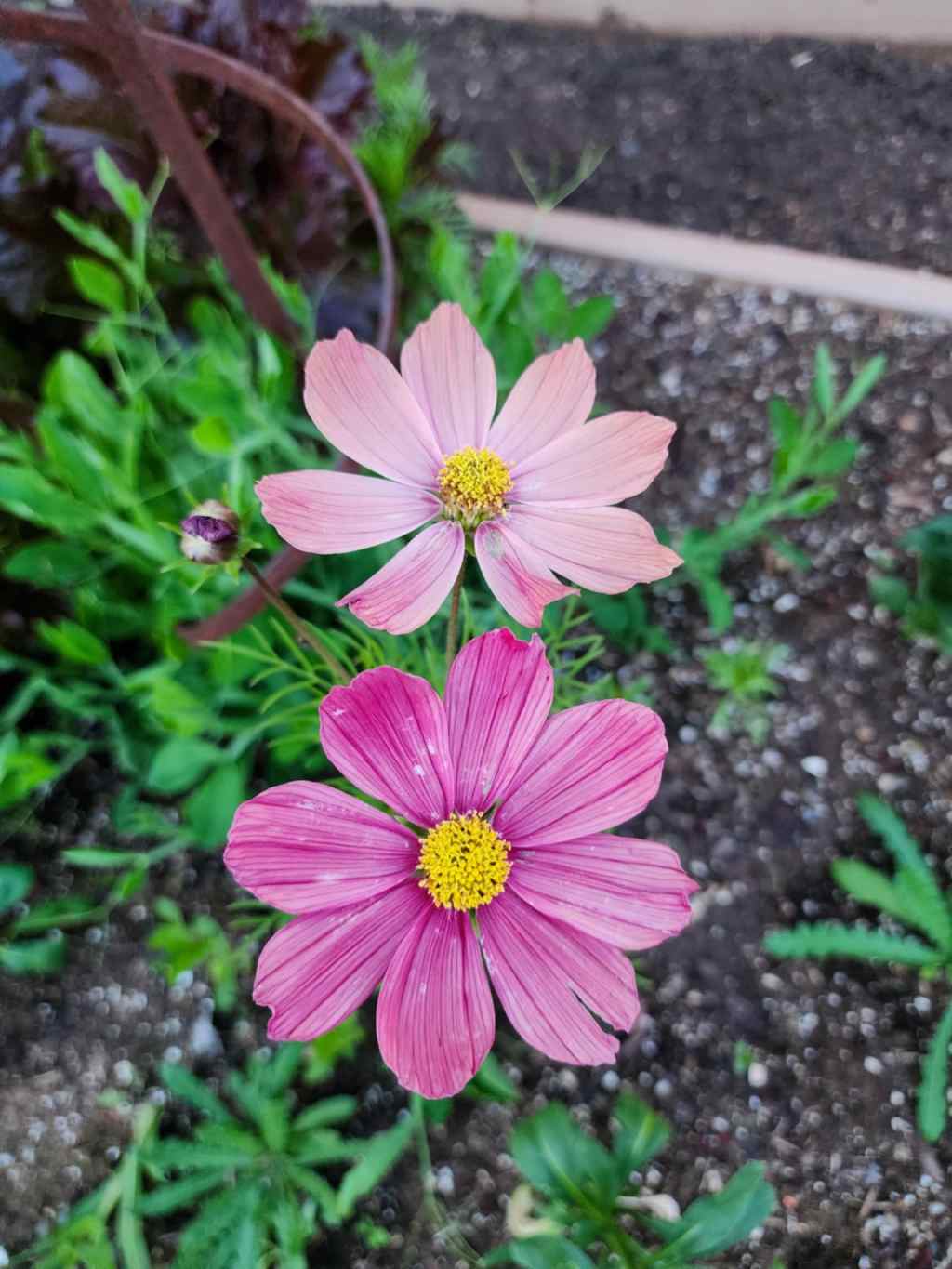 Mid-July In The Potager&nbsp;Garden