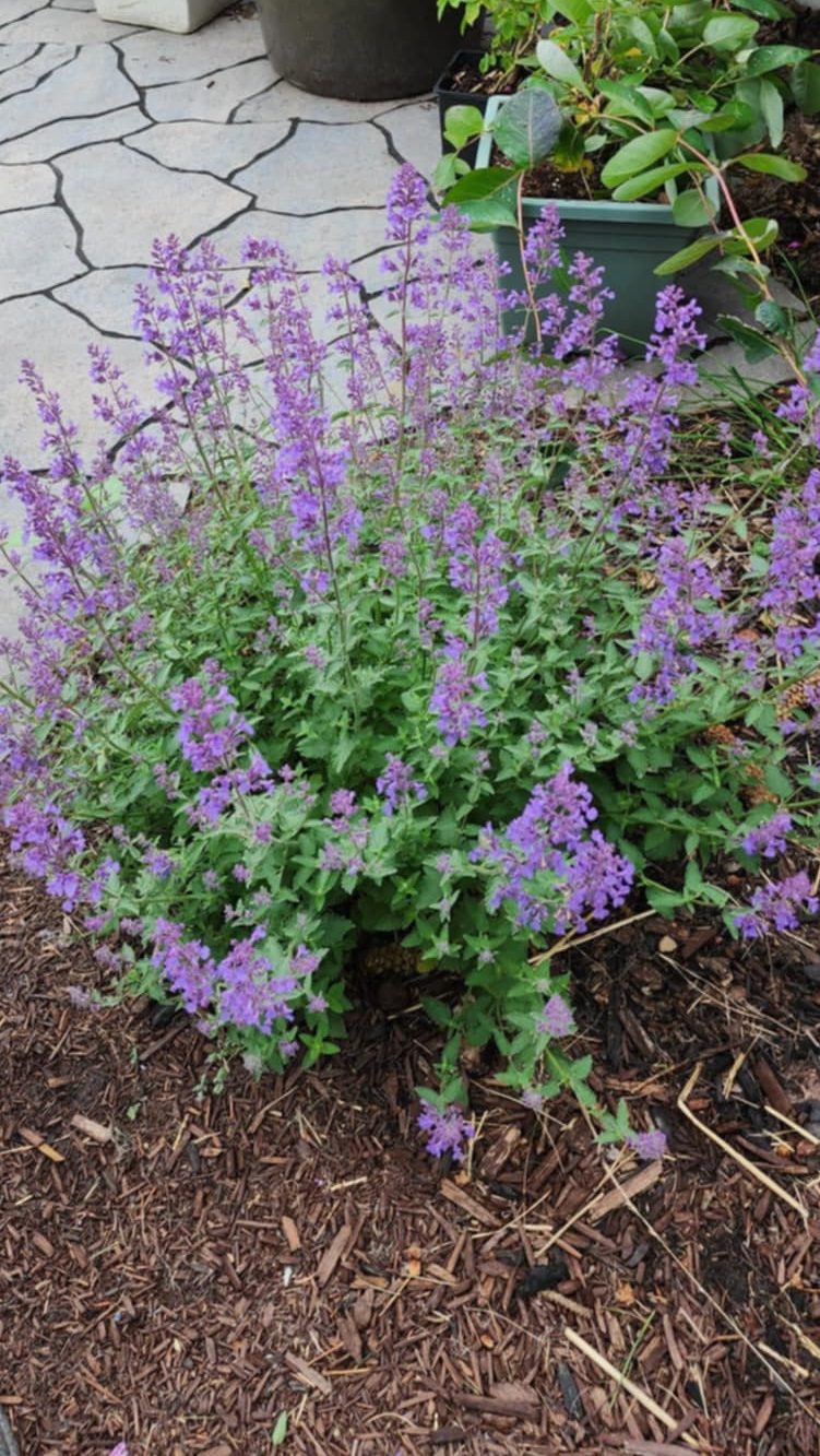 A cluster of purple catmint flowers blooming in a garden bed surrounded by mulch.