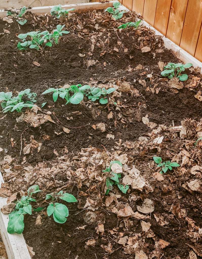 A vegetable garden bed with several green potato plants emerging from dark, freshly tilled soil, surrounded by dry leaves.
