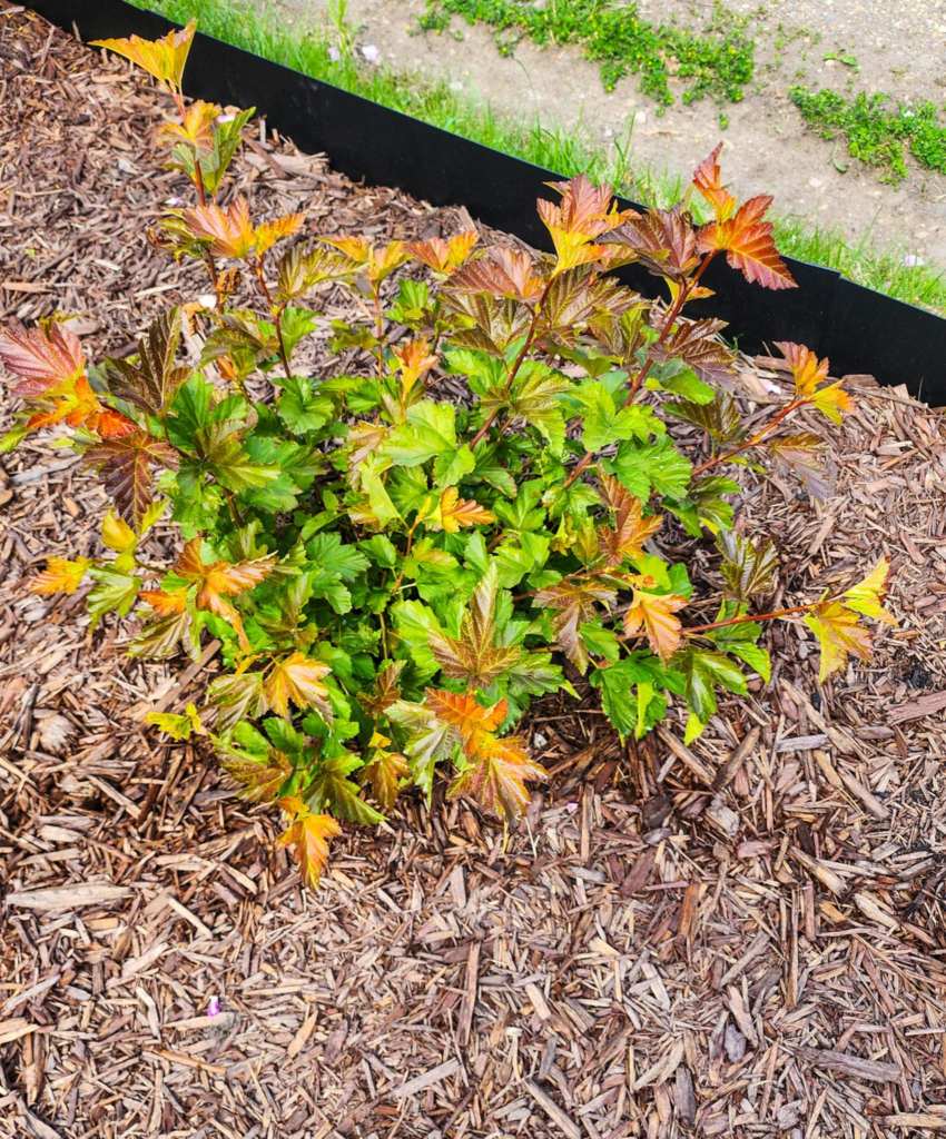 A young shrub with vibrant green and orange leaves, surrounded by wood mulch, against a black metal edging.