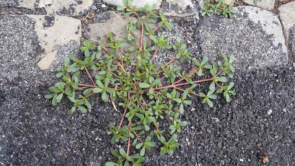 A cluster of purslane growing in cracks between stones on a pathway.