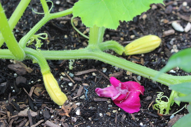 Young squash plants with yellow blooms and a fallen pink flower on the soil, surrounded by green leaves.
