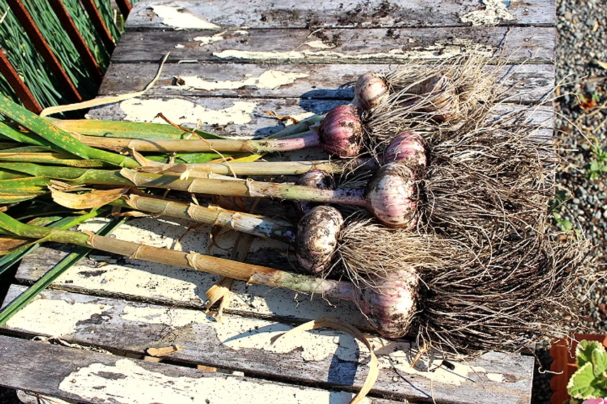Freshly harvested garlic bulbs with green tops on a weathered wooden surface.