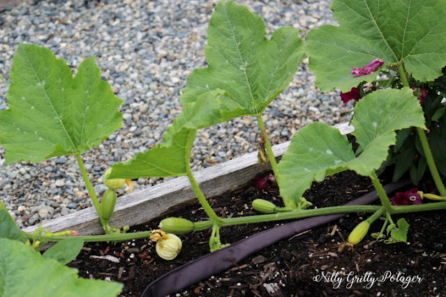 A close-up of a squash plant featuring large green leaves and young squash fruits growing near a wooden border in a garden bed.