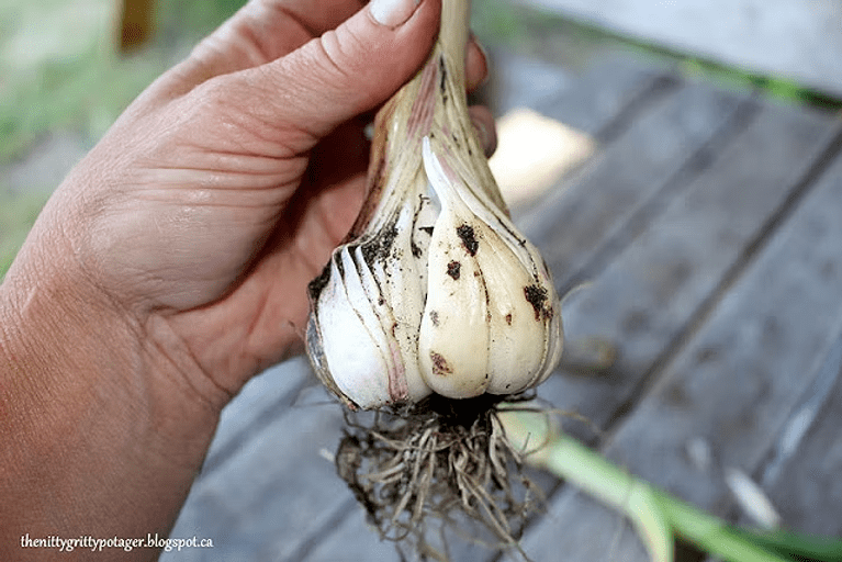 A hand holding a freshly harvested garlic bulb with roots, showcasing its layers and texture against a wooden background.