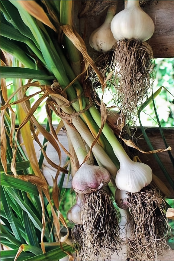 A bunch of freshly harvested garlic bulbs with green stems and dried leaves, showing roots at the bottom, hanging for curing.