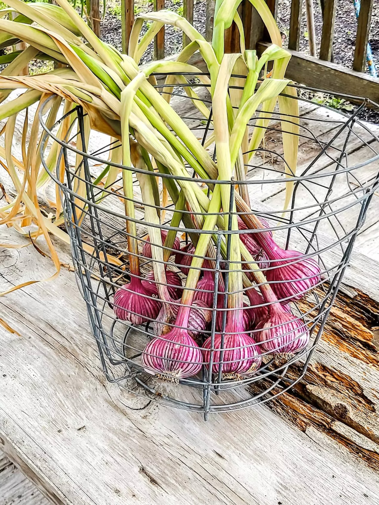 A metal wire basket filled with freshly harvested garlic bulbs with purple skin and long green leaves, resting on a wooden surface.