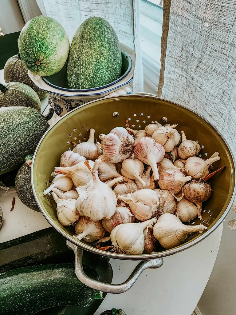 A colander filled with freshly harvested garlic bulbs, displayed on a countertop with green zucchinis and melons in the background.