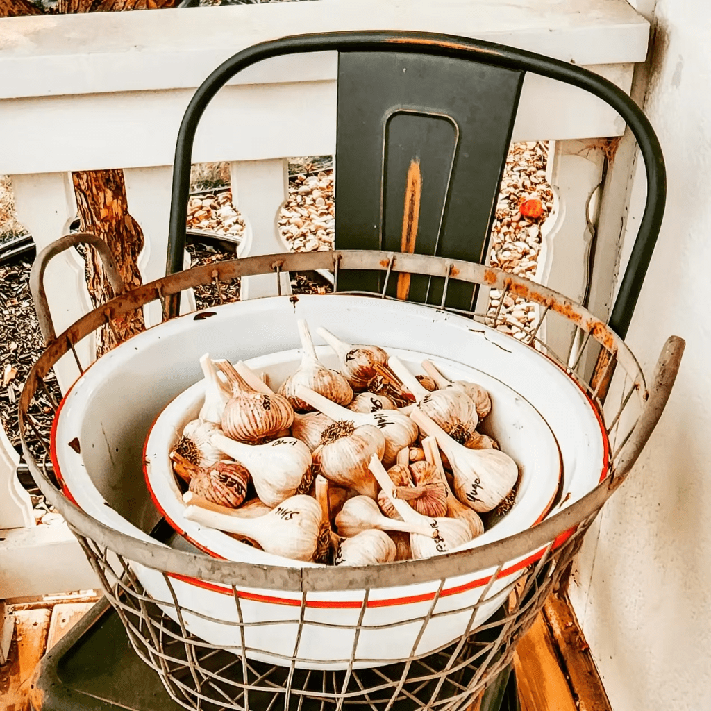 A basket filled with garlic bulbs, resting on a porch with a rustic wood background.