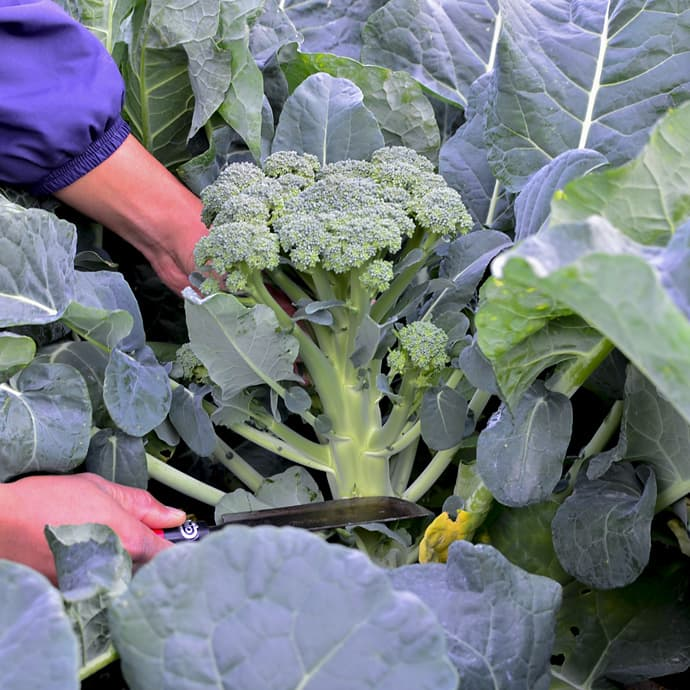 A person harvesting broccoli from a garden, holding garden shears near a large head of broccoli surrounded by leaves.