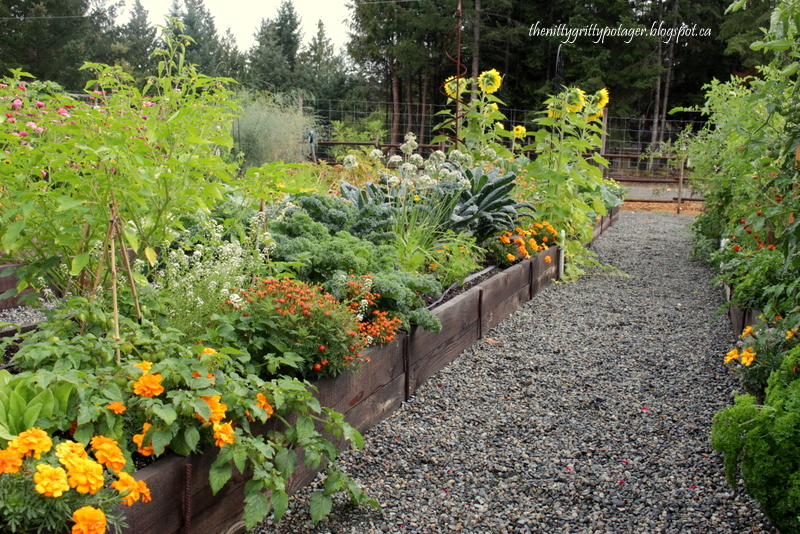 A colorful vegetable garden featuring raised beds filled with various greens, flowers, and sunflowers, with a gravel path in between.