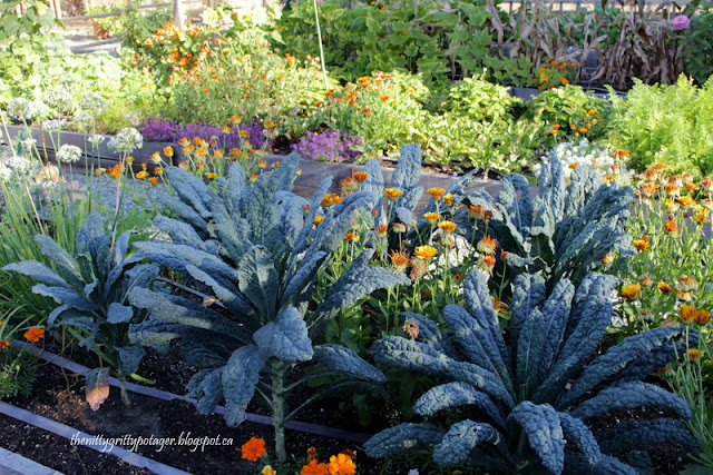 10 Fast Growing Veggies To Plant In&nbsp;August