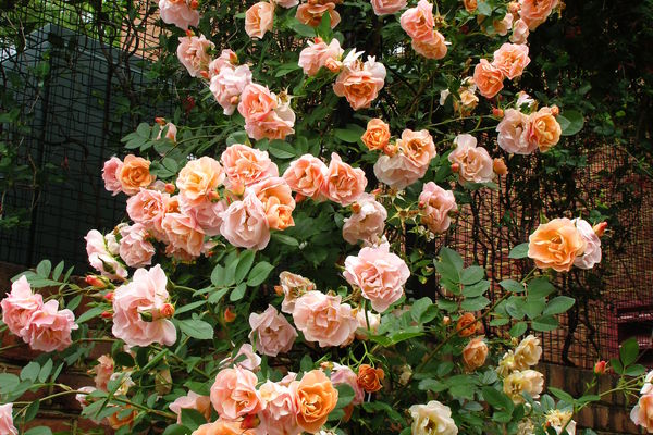A blooming rose bush filled with clusters of peach-colored roses, surrounded by lush green foliage.