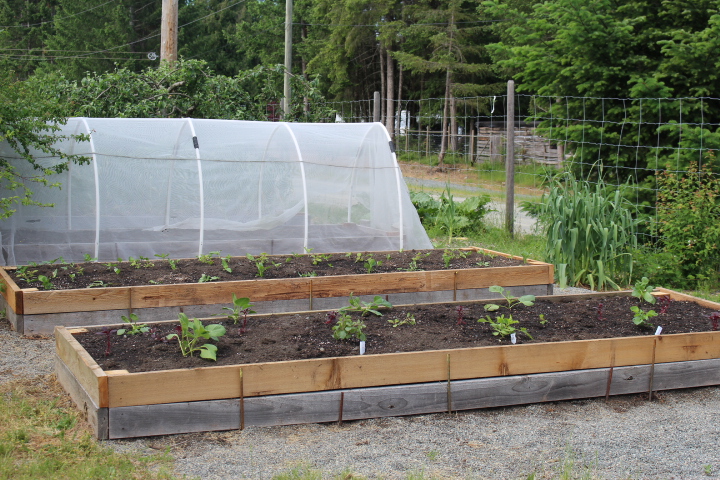 A photo of raised garden beds with freshly planted vegetables, enclosed by a protective mesh greenhouse structure, surrounded by greenery and trees in the background.