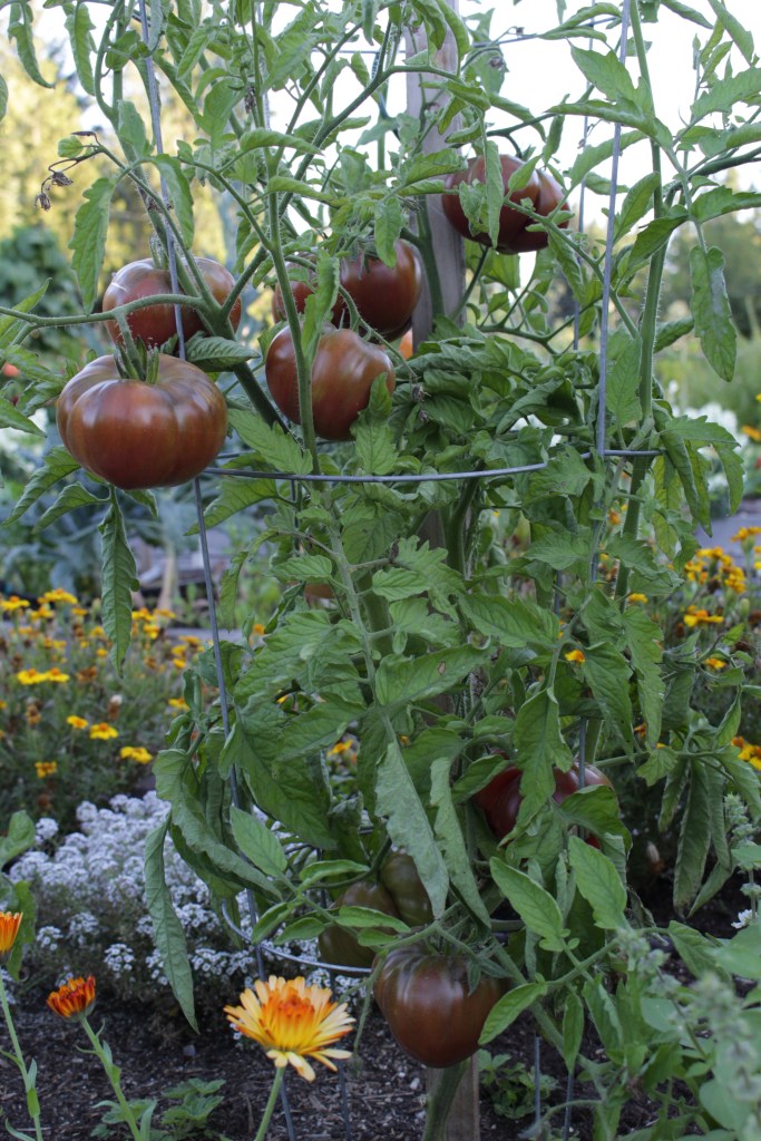 A flourishing tomato plant with multiple ripe tomatoes and vibrant green foliage, surrounded by colorful flowers in a garden setting.