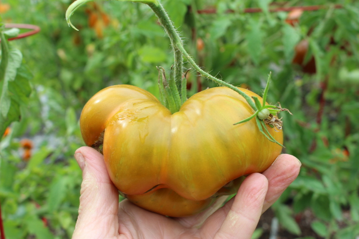 A hand holding an irregularly shaped, large yellow tomato with green leaves in the background.