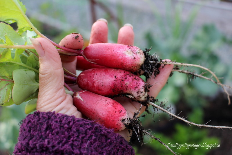 A hand holding freshly harvested red radishes with soil on them, against a blurred garden background.