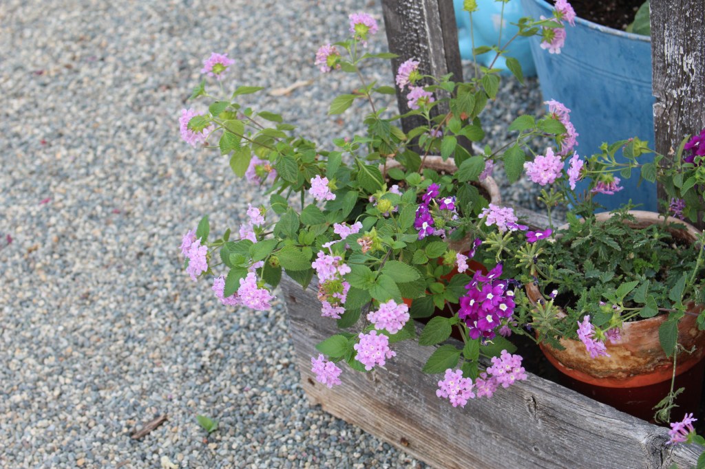 Close-up of pink and purple flowering plants in pots, surrounded by gravel.
