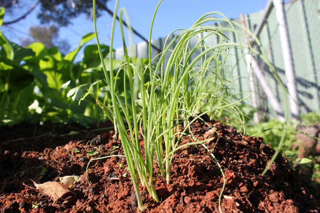 Green onions or spring onions growing in rich brown soil with leafy greens in the background.