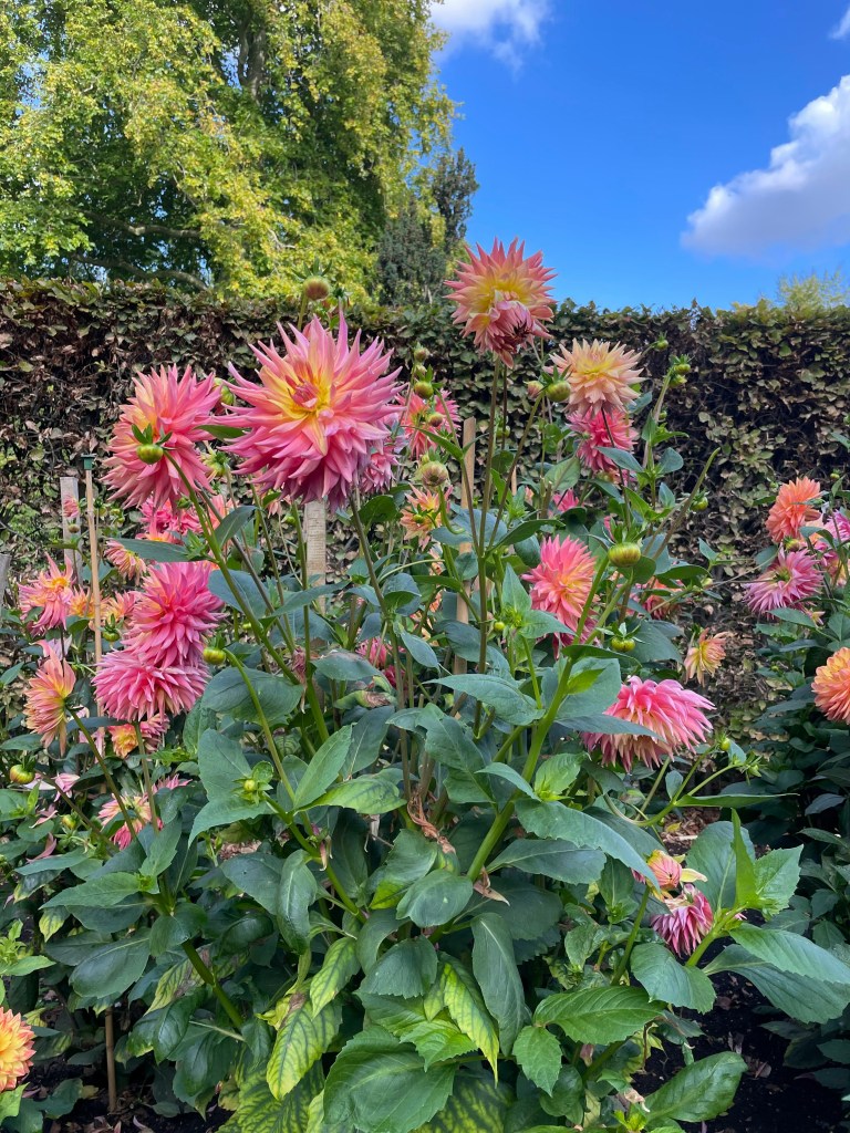 A cluster of vibrant pink and yellow dahlias blooming against a blue sky, surrounded by lush green leaves.