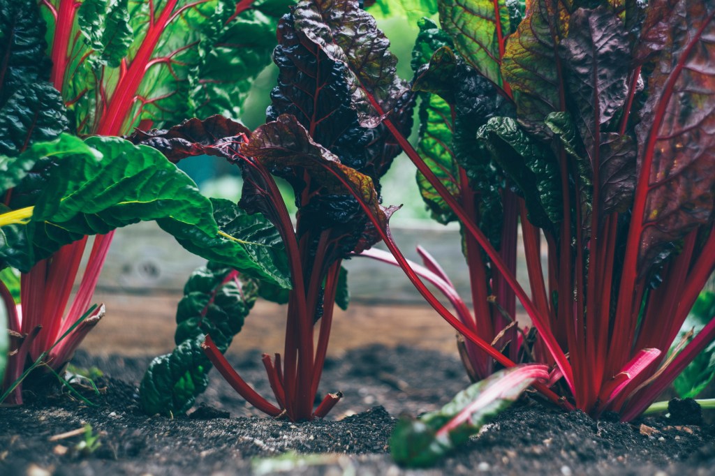 Close-up view of vibrant Swiss chard plants with dark green leaves and bright red stems growing in rich soil.