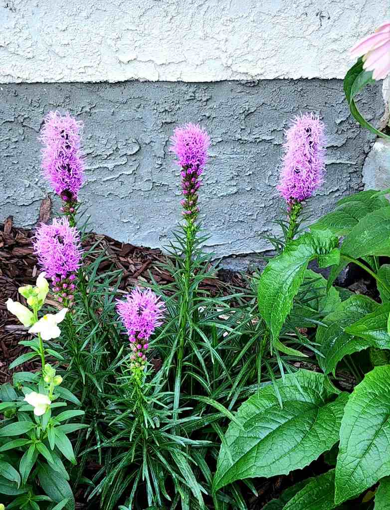 Four tall pink flowers with feathery petals in a garden bed, surrounded by green foliage and a textured gray wall in the background.