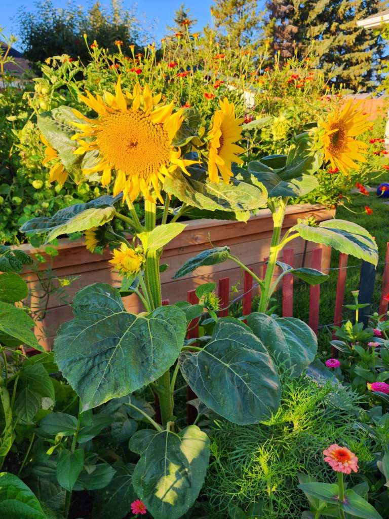 A vibrant sunflower blooming in a garden, surrounded by various colorful flowers and greenery.