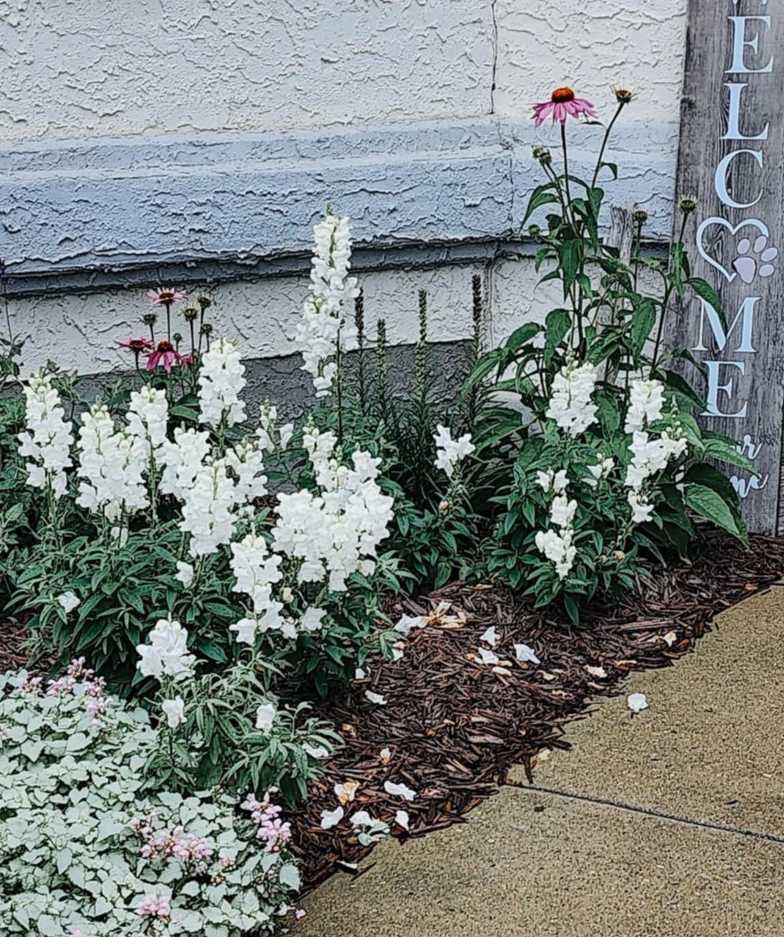 Flower garden featuring white snapdragons, pink coneflowers, and a wooden welcome sign on a residential pathway.