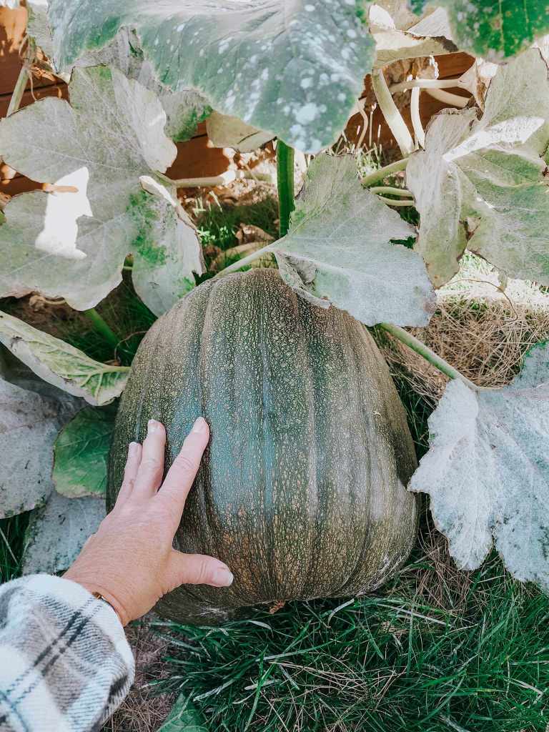 A hand resting on a large pumpkin surrounded by green and brown leaves in a garden setting.
