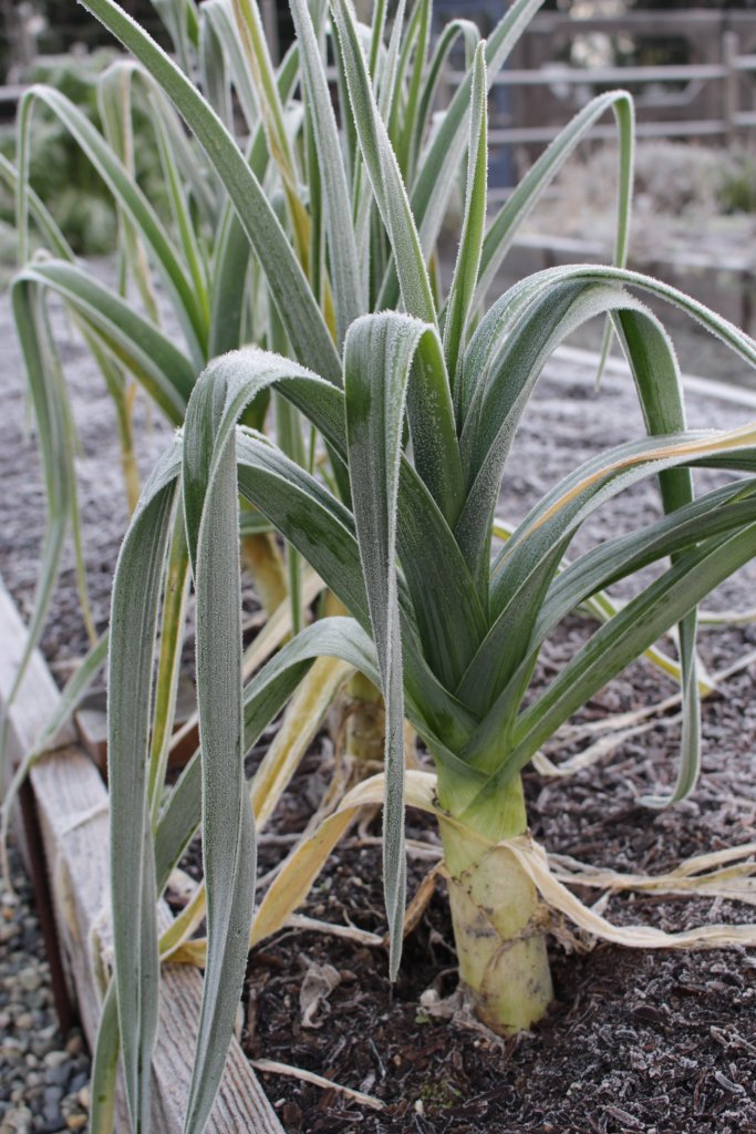 Frost-covered leeks in a garden bed with wooden borders, showcasing their tall green leaves and layered bulbs.