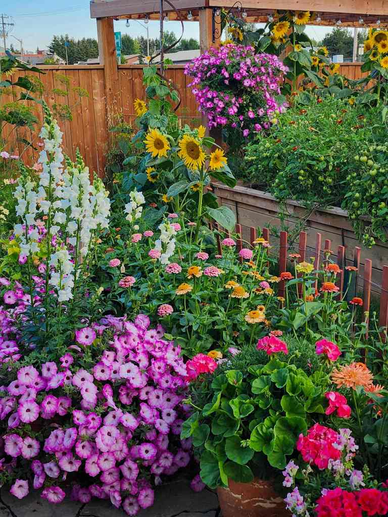 A vibrant late summer garden filled with blooming flowers, including pink petunias, sunflowers, and zinnias, surrounded by green plants and a wooden fence.
