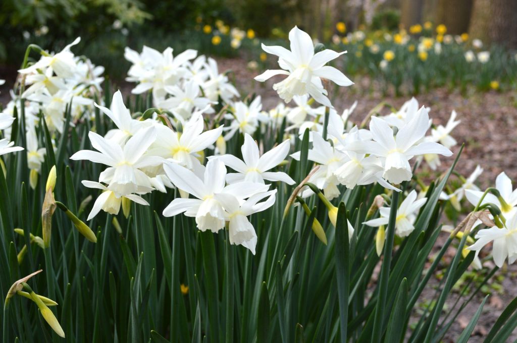 A cluster of white daffodil flowers blooming amidst green foliage in a garden setting.