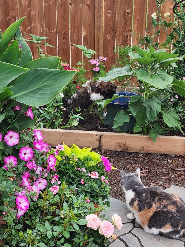 A playful brown and white puppy jumping in a flower garden, with colorful blooms and a calico cat sitting calmly nearby.