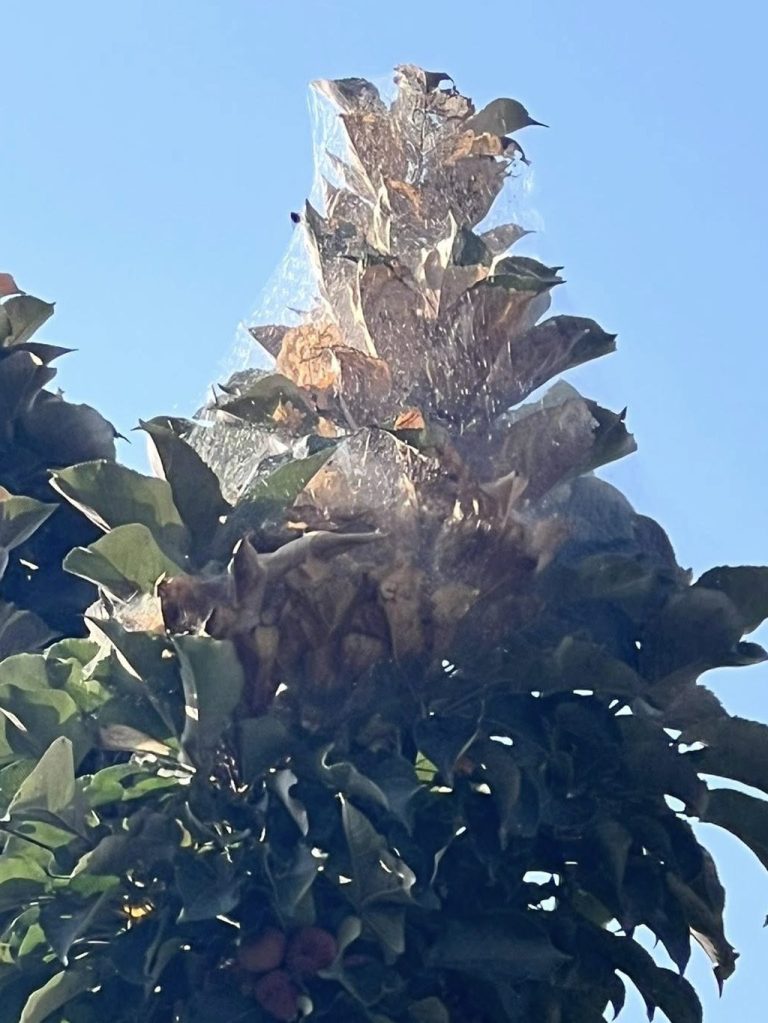 A close-up view of a tree top with foliage and a web-like structure made of plastic wrap or similar material visible against a clear blue sky.