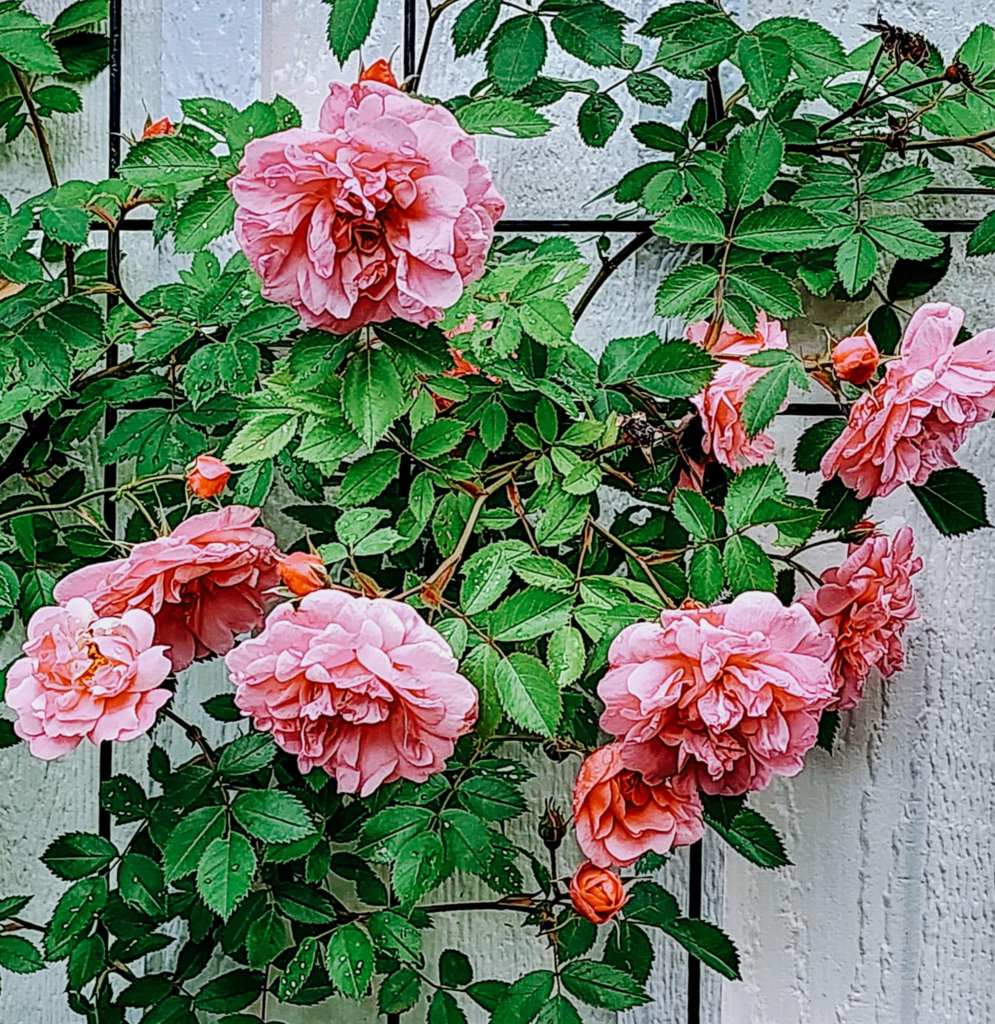 A cluster of blooming pink roses surrounded by lush green leaves, set against a white background.