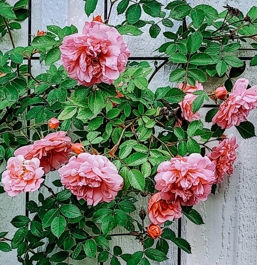 The 5 Best Roses for a Zone 3&nbsp;Garden