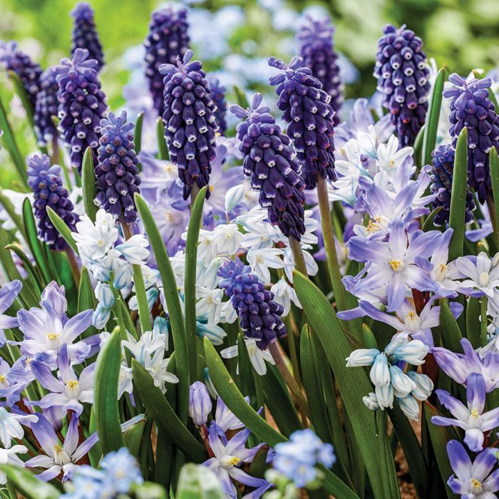 A close-up view of colorful flowering plants featuring dark purple grape hyacinths and light blue glory of the snow flowers, surrounded by green foliage.